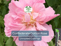 4 Confederate Cotton Rose Unrooted Cuttings - Hibiscus mutabilis, Color Changing Flowers, Hardy, Unique Flowering Plant, Flowering Cutting