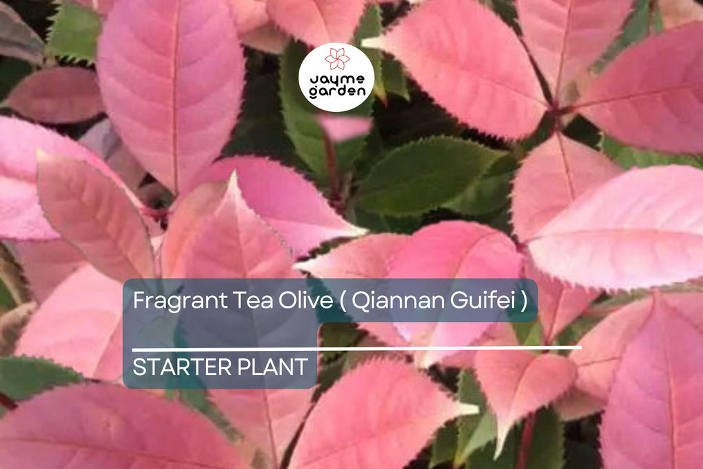 Noble Lady Fragrant Tea Olive | Qiannan Guifei Osmanthus Starter Plant | Stunning Pink & White Foliage | Rare Fragrant Shrub