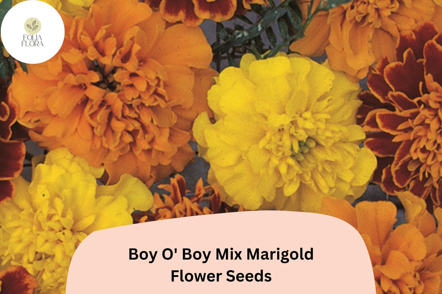 25+ Boy O' Boy Mix Marigold Seeds | Dwarf French Tagetes with Bright Orange, Yellow & Red Blooms for Garden and Pots