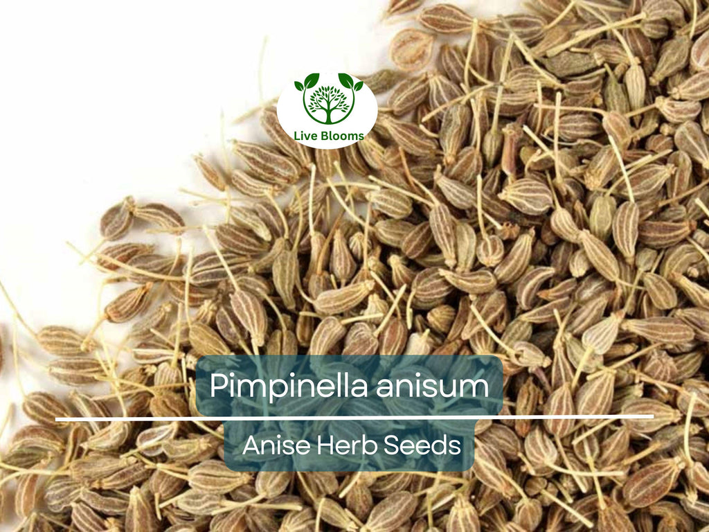 250 mg Seeds Anise – Pimpinella anisum Herb for Planting | Aromatic Spice for Cooking, Teas, and Garden Growth