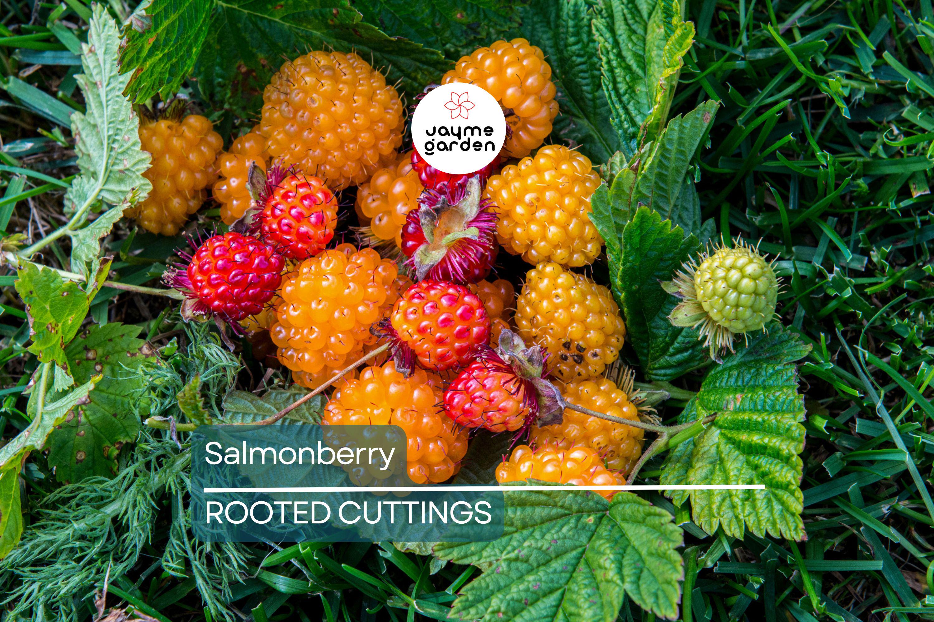 5 Salmonberry Root Cuttings (Rubus spectabilis) | Live Rhizomes for Fast Growth | Organic, Perennial Berry Bush