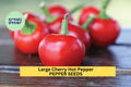 3pcs of 250mg Large Cherry Hot Pepper Seeds – Heirloom Spicy Round Peppers for Containers & Garden Planting Seeds for Planting