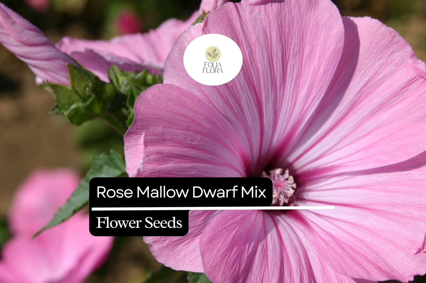 250mg Dwarf Rose Mallow Mix Seeds, Hibiscus moscheutos, Compact Perennial with Vibrant Mixed Blooms