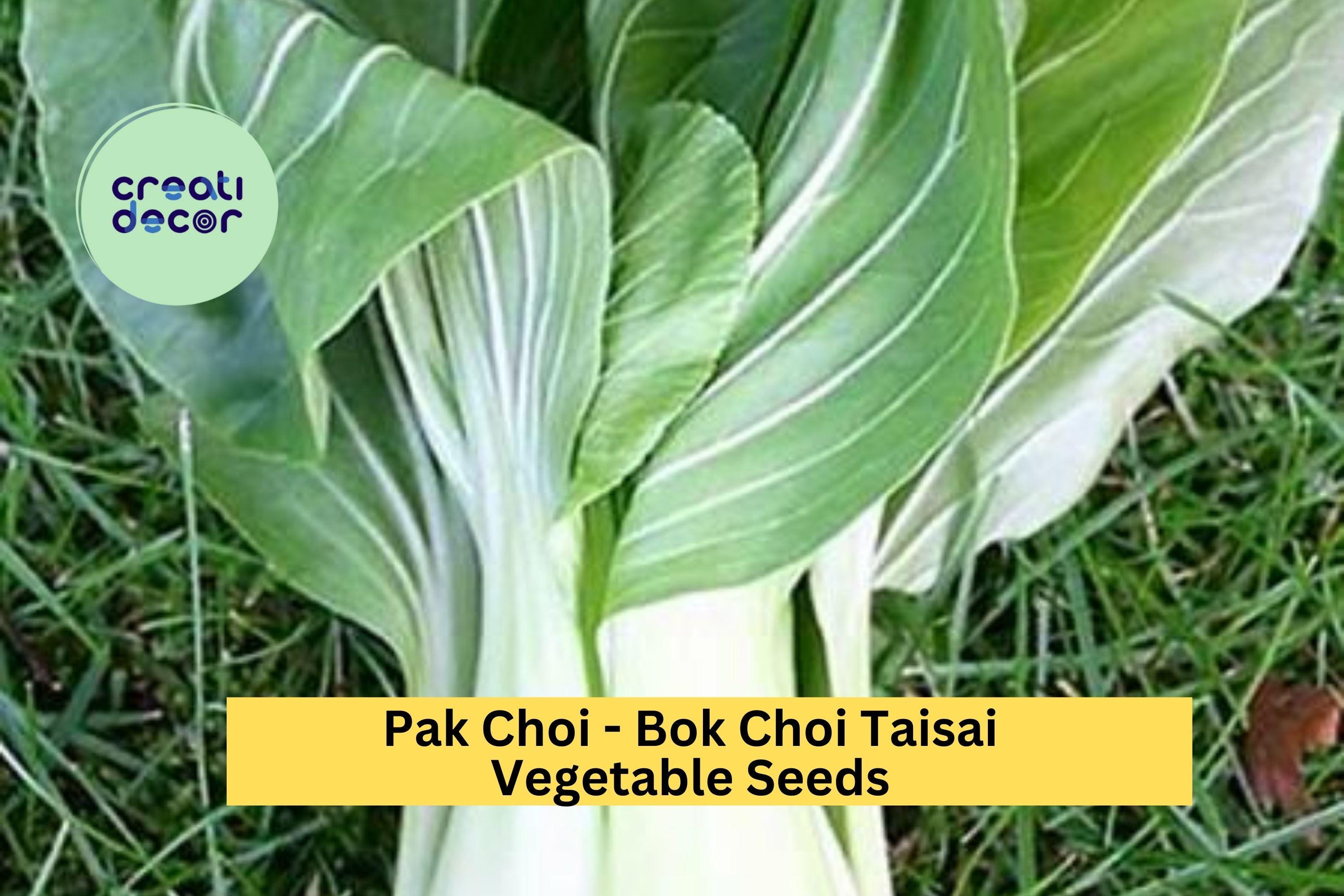 3pcs x 500mg Bok Choi Taisai Seeds – Asian Greens for Garden, Raised Beds, or Containers – Crisp, Fast-Growing Leaves Seeds for Planting