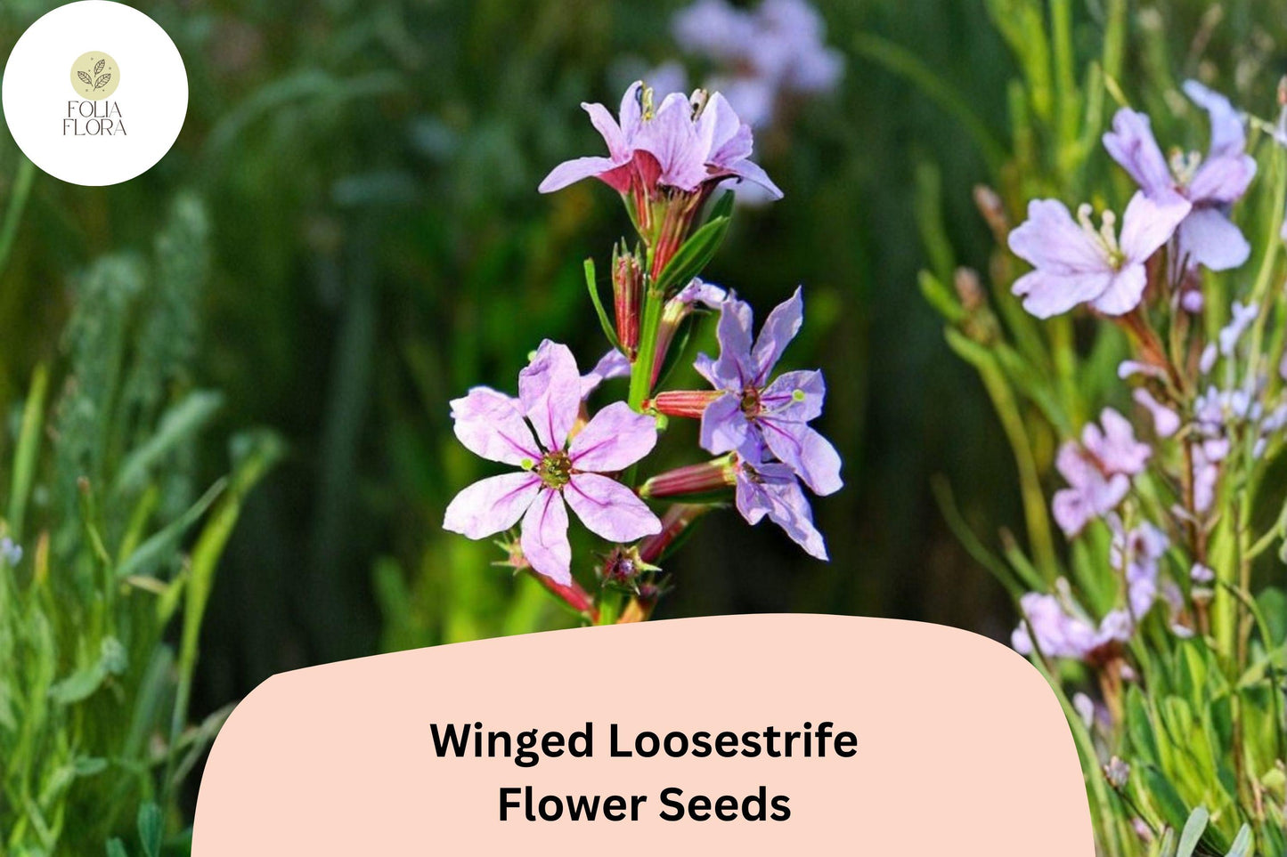 3000 Winged Loosestrife Seeds for Planting | Lythrum alatum | Native Wildflower with Purple Blooms