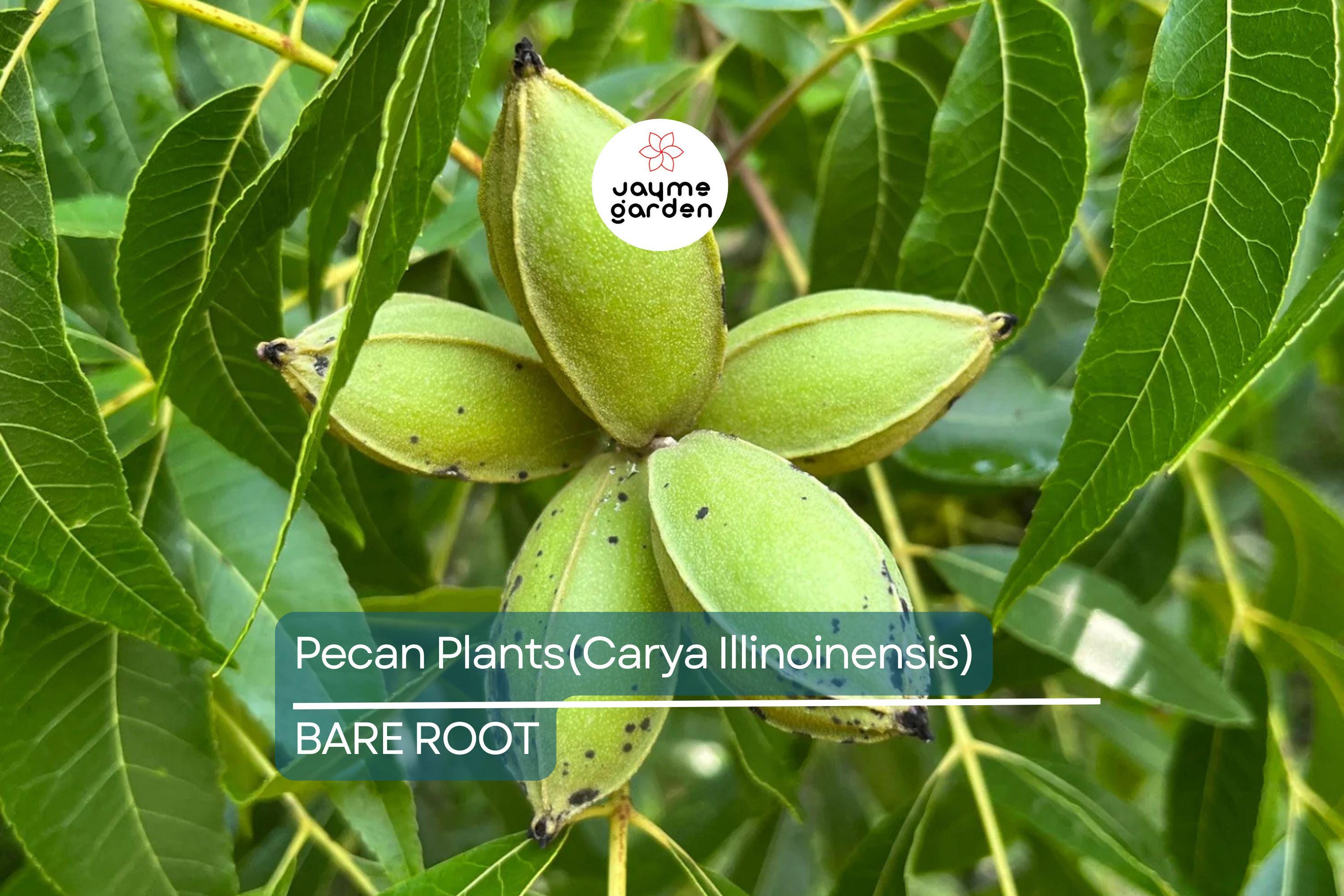 5 Pecan Trees (Carya Illinoensis) Bareroot – 6-12" Tall, Nut-Producing Trees