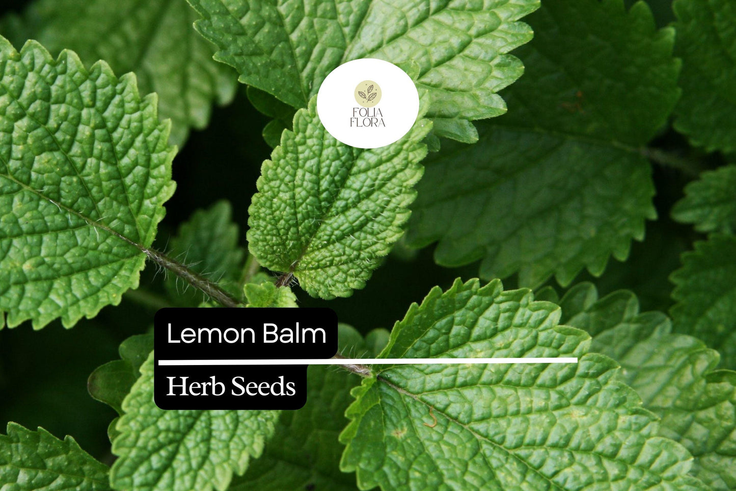 1000 Seeds Lemon Balm (Melissa officinalis) – Aromatic Herb for Teas, Culinary Use, and Pollinator-Friendly Gardens