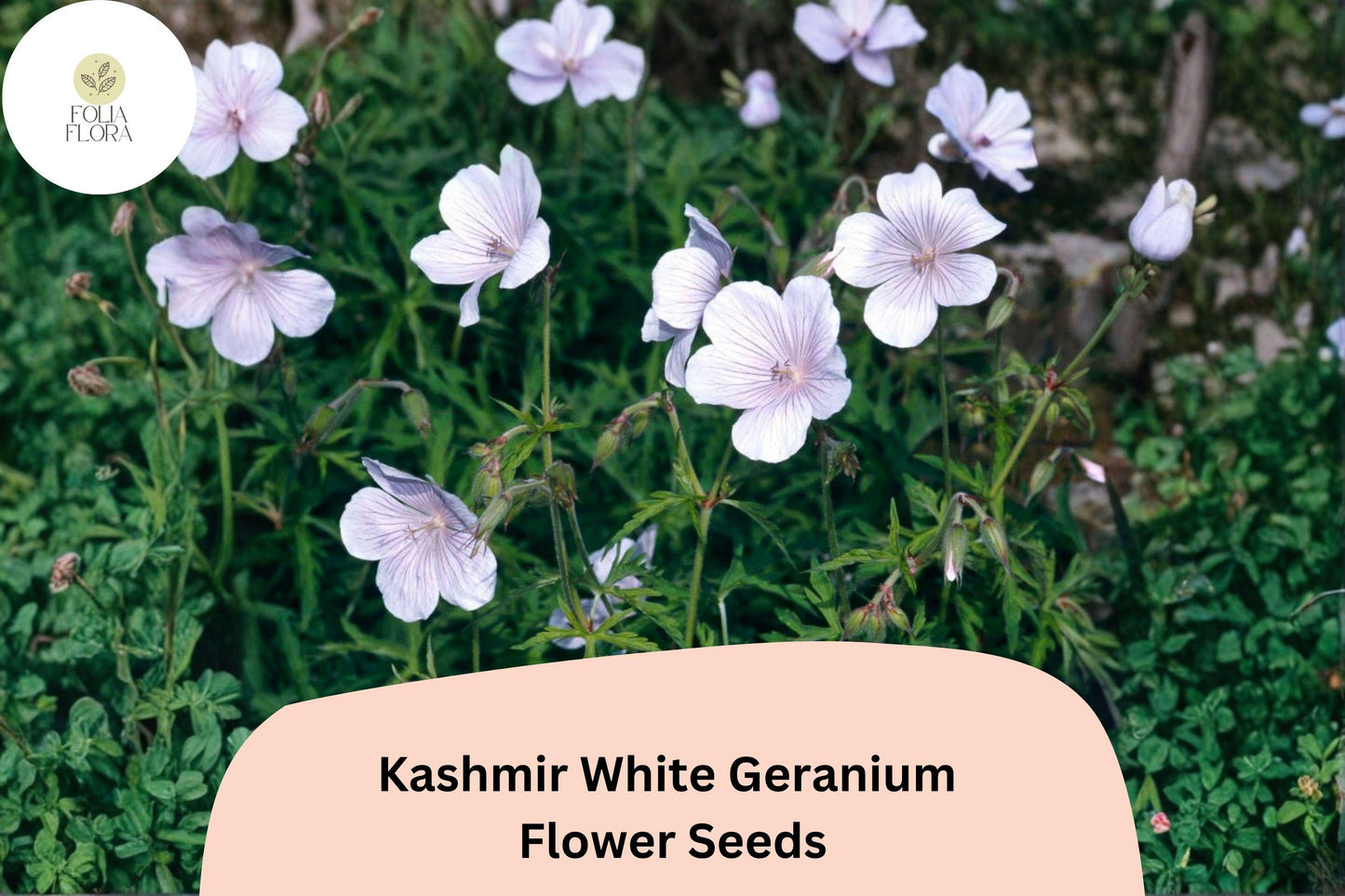 25+ Kashmir White Geranium Seeds for Garden Planting – Pure White Flowers, Hardy Perennial