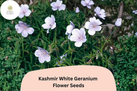 25+ Kashmir White Geranium Seeds for Garden Planting – Pure White Flowers, Hardy Perennial