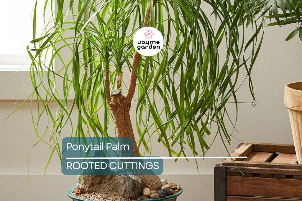 Beaucarnea Multi | Ponytail Palm | Rooted Cutting in 2" Pot | Air-Purifying Low-Maintenance Houseplant