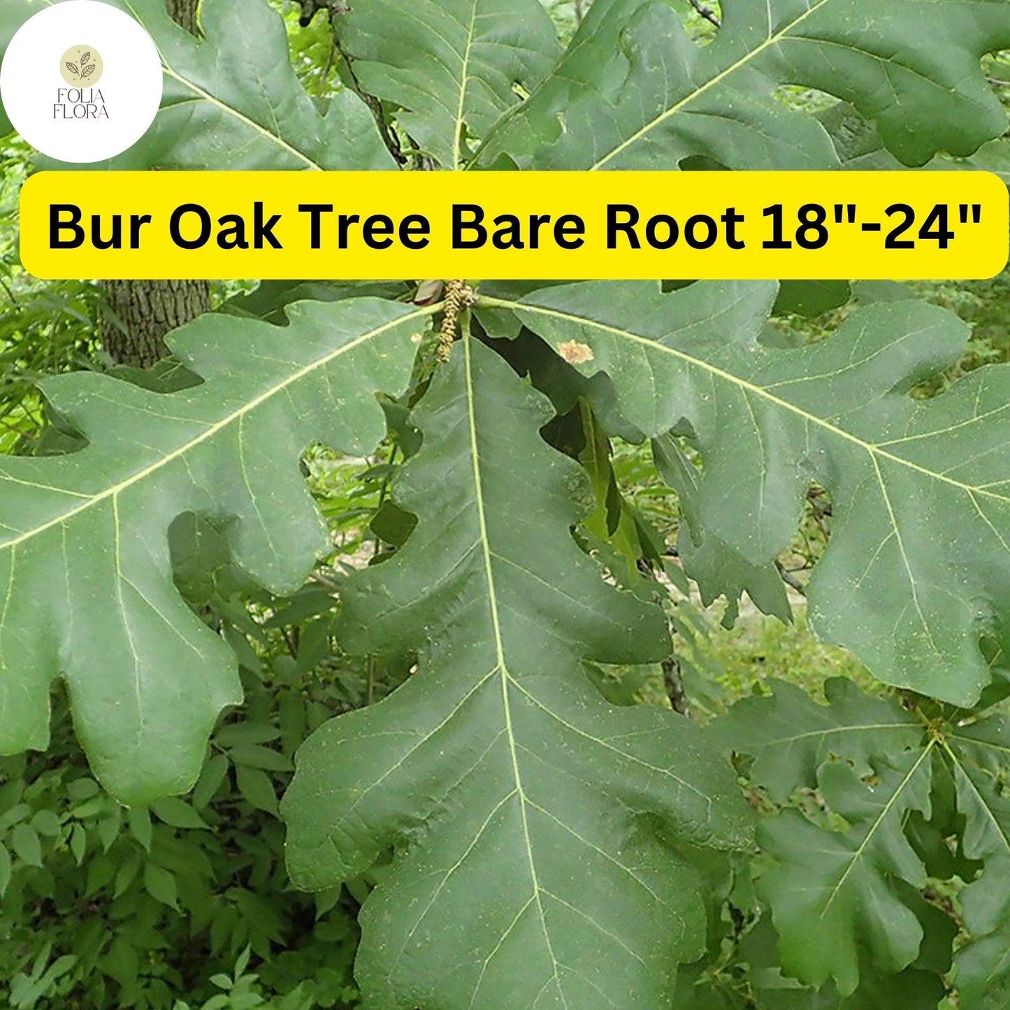 1 Quercus macrocarpa Bur Oak Tree - Live Bare Root Plant 18"-24" for Zones 3-8 - Hardy Shade Tree
