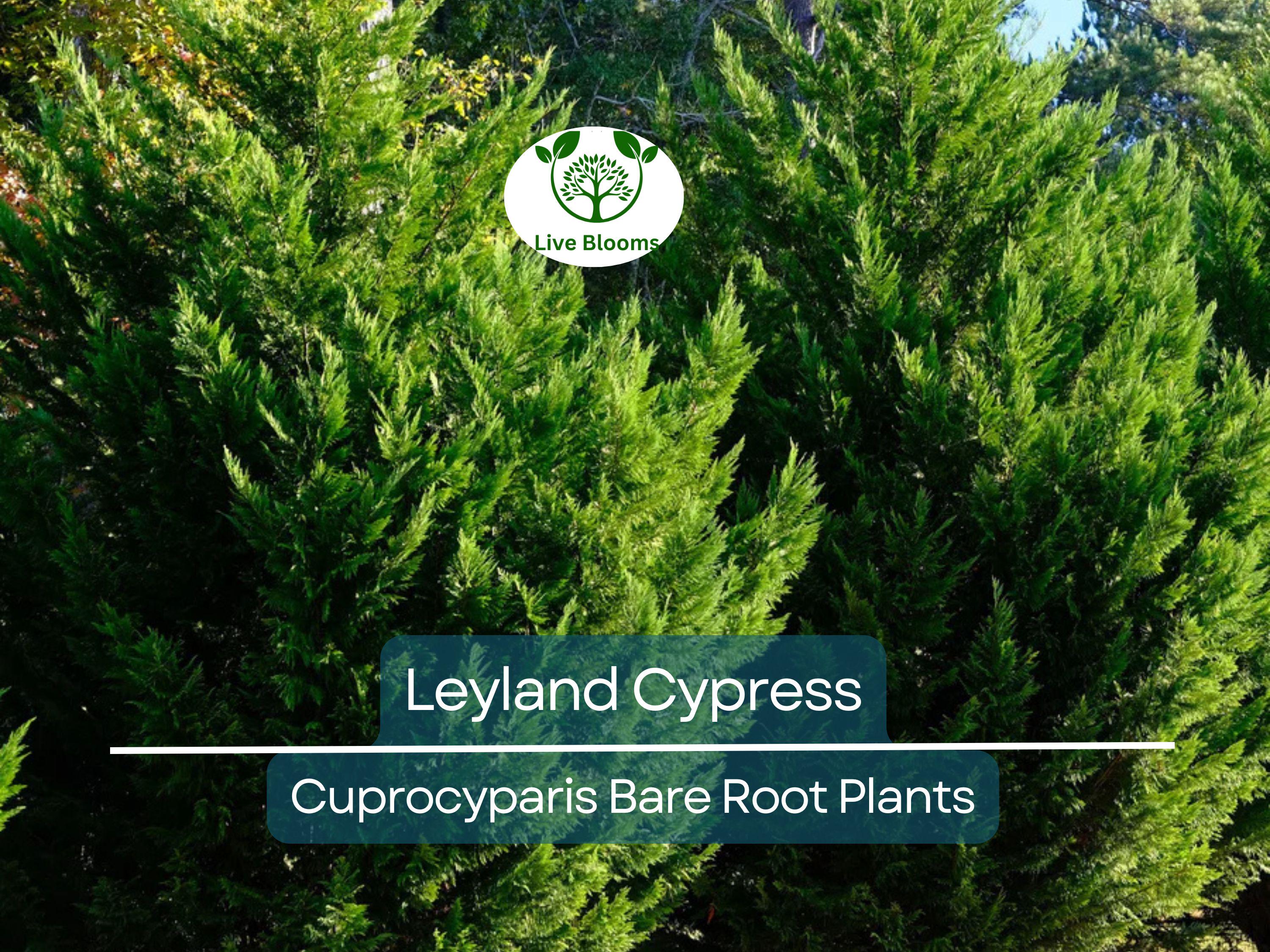 5 Leyland Cypress Trees – Bare Root Evergreen Starter Plants – Fast-Growing Landscape Privacy Screen or Windbreak