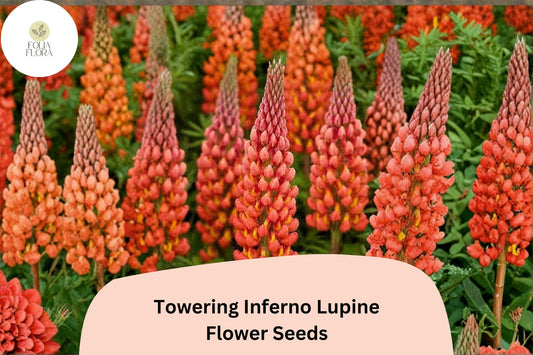 25+ Towering Inferno Lupine Seeds | Lupinus | Fiery Red-Orange Tall Flower Spikes for Garden Planting