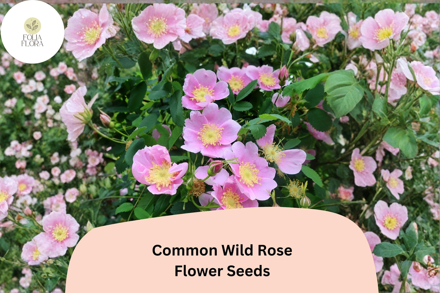Common Wild Rose Seeds – 25 Rosa woodsii | Native Pink Flowering Shrub for Wildlife & Garden