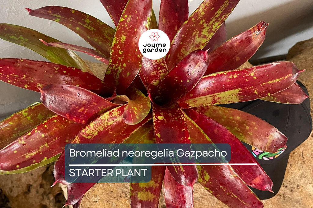Bromeliad Neoregelia Gazpacho Starter Plant | Exotic Tropical Plant | Red & Orange Leaves | Live Seedling | Indoor/Outdoor