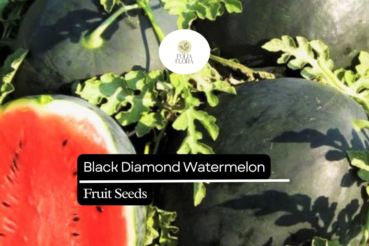 10 Seeds Black Diamond Watermelon (Citrullus lanatus) – Sweet, Large, and Juicy Melons