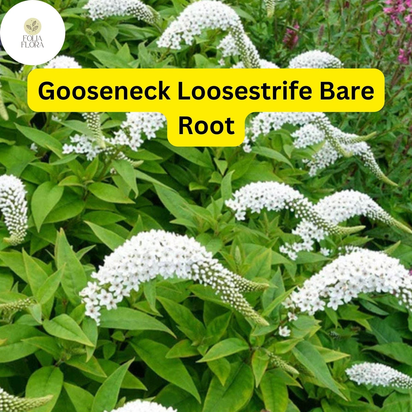 12 Bare Root Gooseneck Loosestrife Perennial Plants, Lysimachia clethroides, Hardy Garden Flowers
