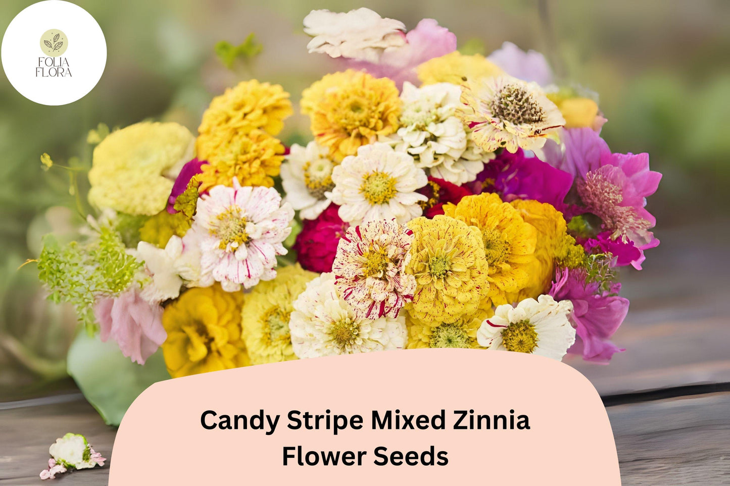 100+ Candy Stripe Mix Zinnia Seeds – Colorful Striped Blooms for Summer Gardens & Bouquets