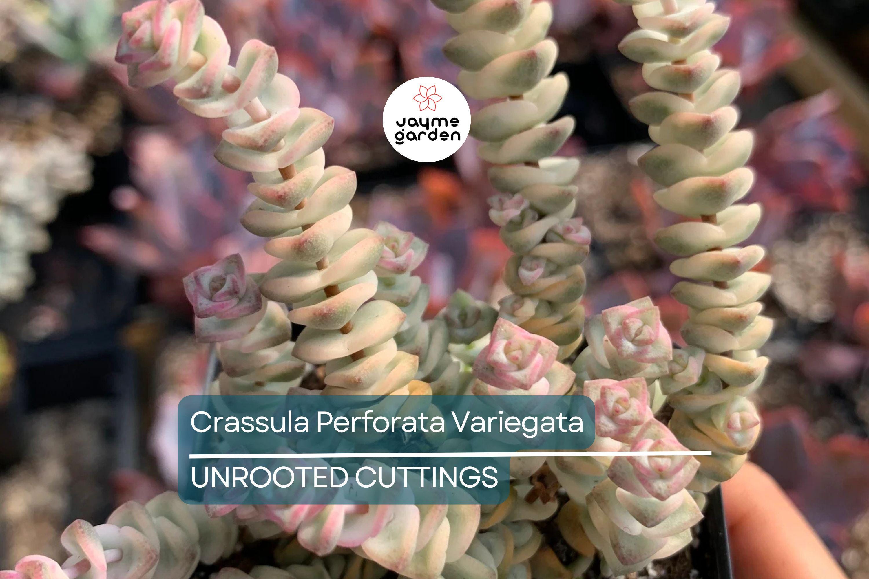 Crassula Perforata Variegata Starter Plant - 2 Fresh Cuttings (3-4") | Trailing Succulent with Variegated Leaves & Red Margins