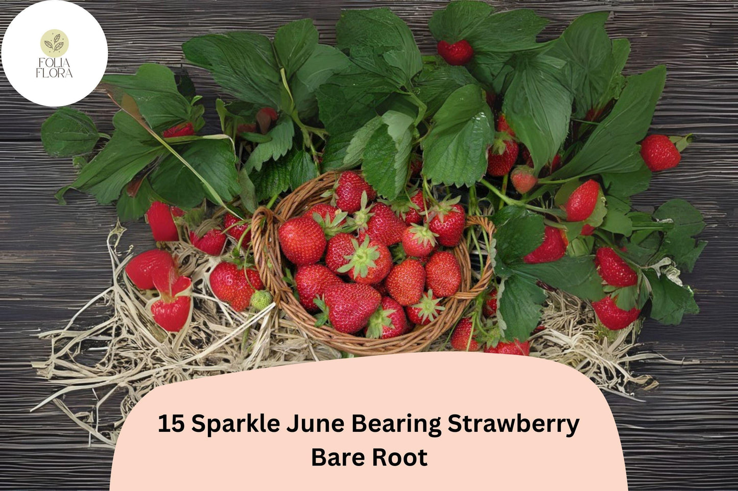 15 Sparkle Strawberry Plants | Live Bare Root June-Bearing | Fragaria × ananassa Garden Fruit