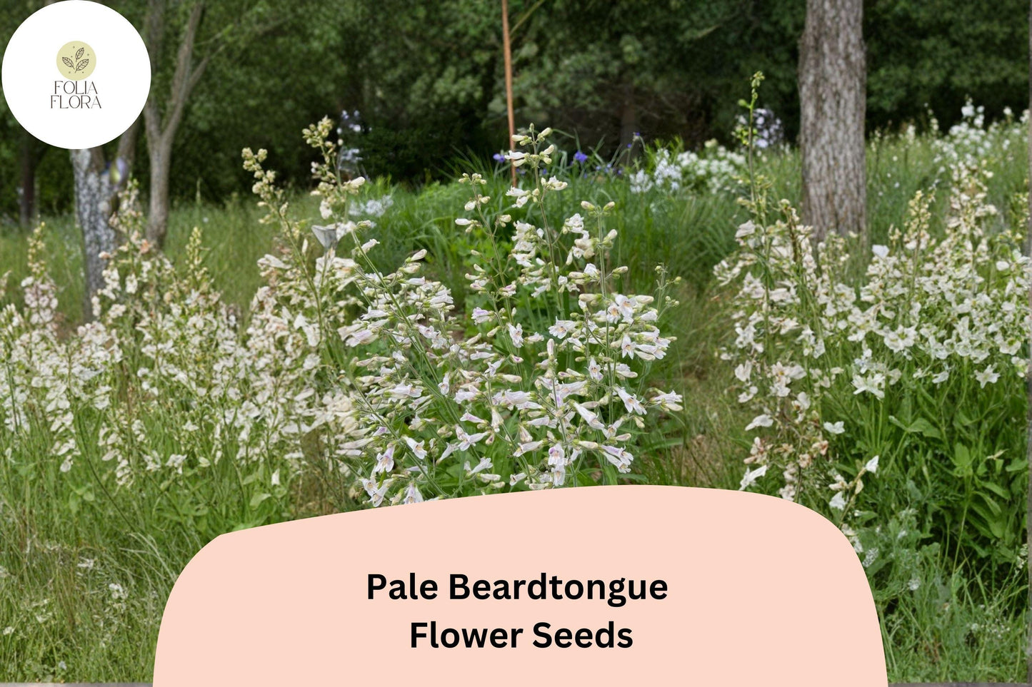 Pale Beardtongue Seeds – 100 Penstemon pallidus | Native White Wildflower | Perennial Garden Plant