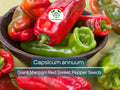 250 mg Giant Marconi Red Sweet Pepper Seeds - Capsicum annuum | Heirloom Sweet Pepper for Planting, Gardening & Culinary Use