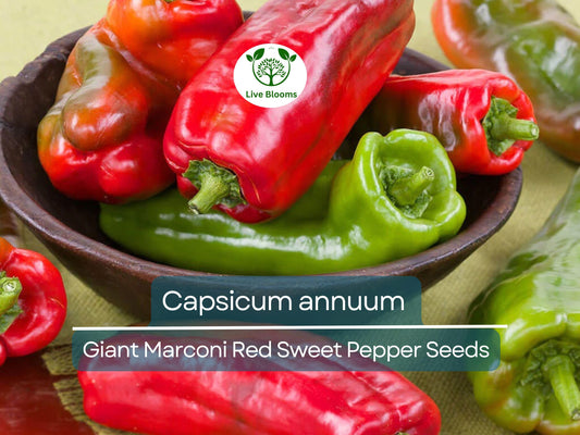 250 mg Giant Marconi Red Sweet Pepper Seeds - Capsicum annuum | Heirloom Sweet Pepper for Planting, Gardening & Culinary Use