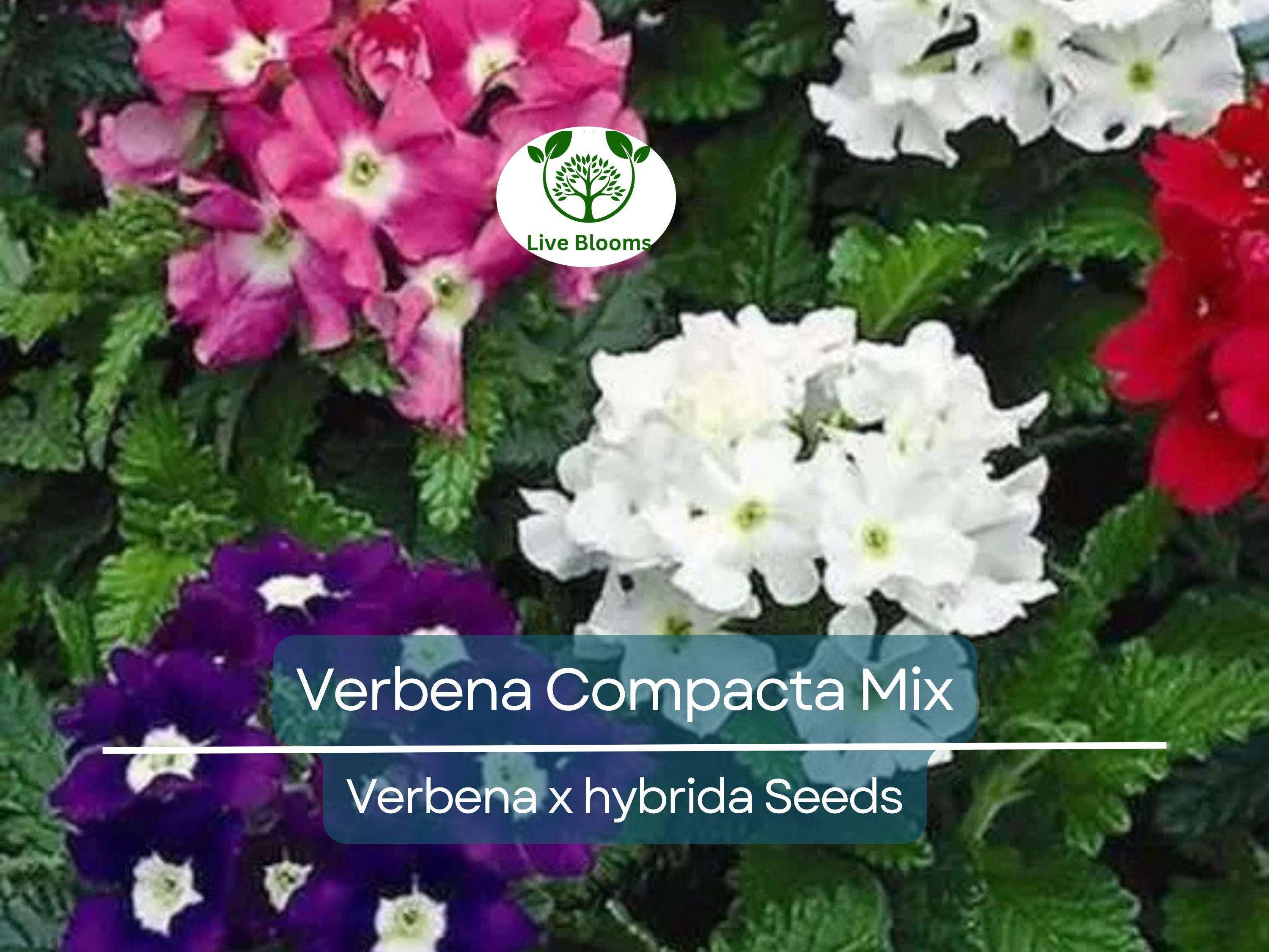 200 Seeds Verbena Compacta Mix Dwarf Groundcover Perennial - Non-GMO, Bee-Friendly, Ideal for Gardens & Landscapes (Verbena x hybrida)