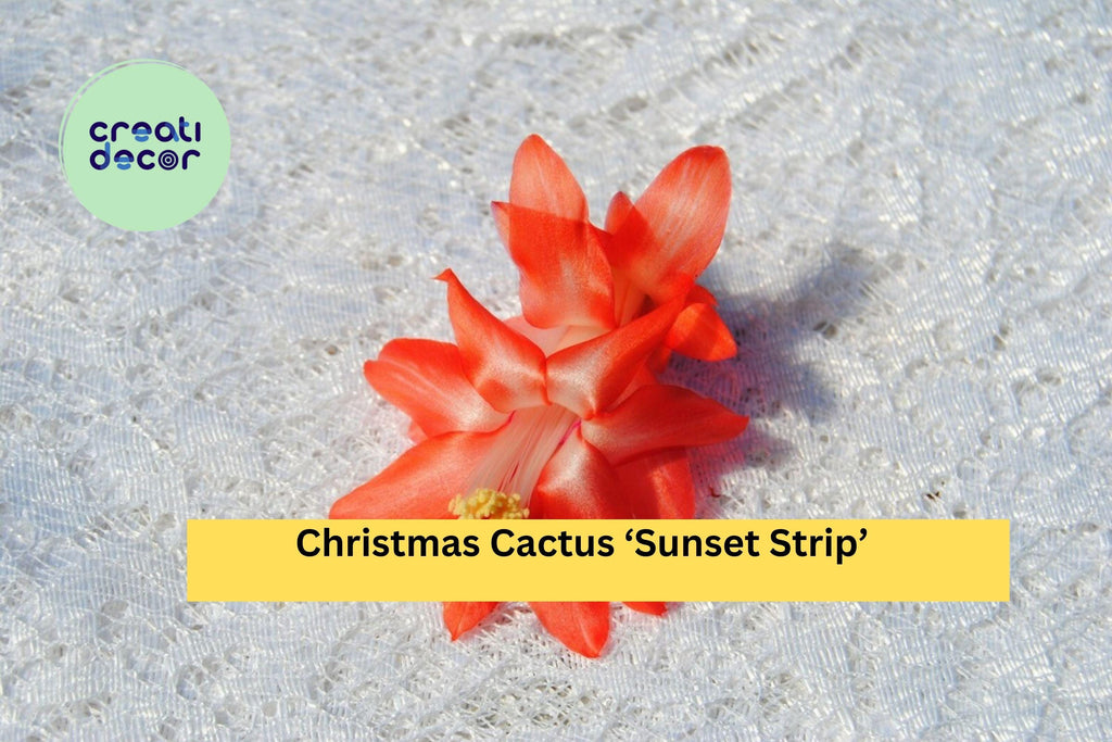 Christmas Cactus ‘Sunset Strip’ Starter Plant – Schlumbergera truncata, Live Holiday Cactus with Orange-Gold Blooms, Easy Indoor Houseplant