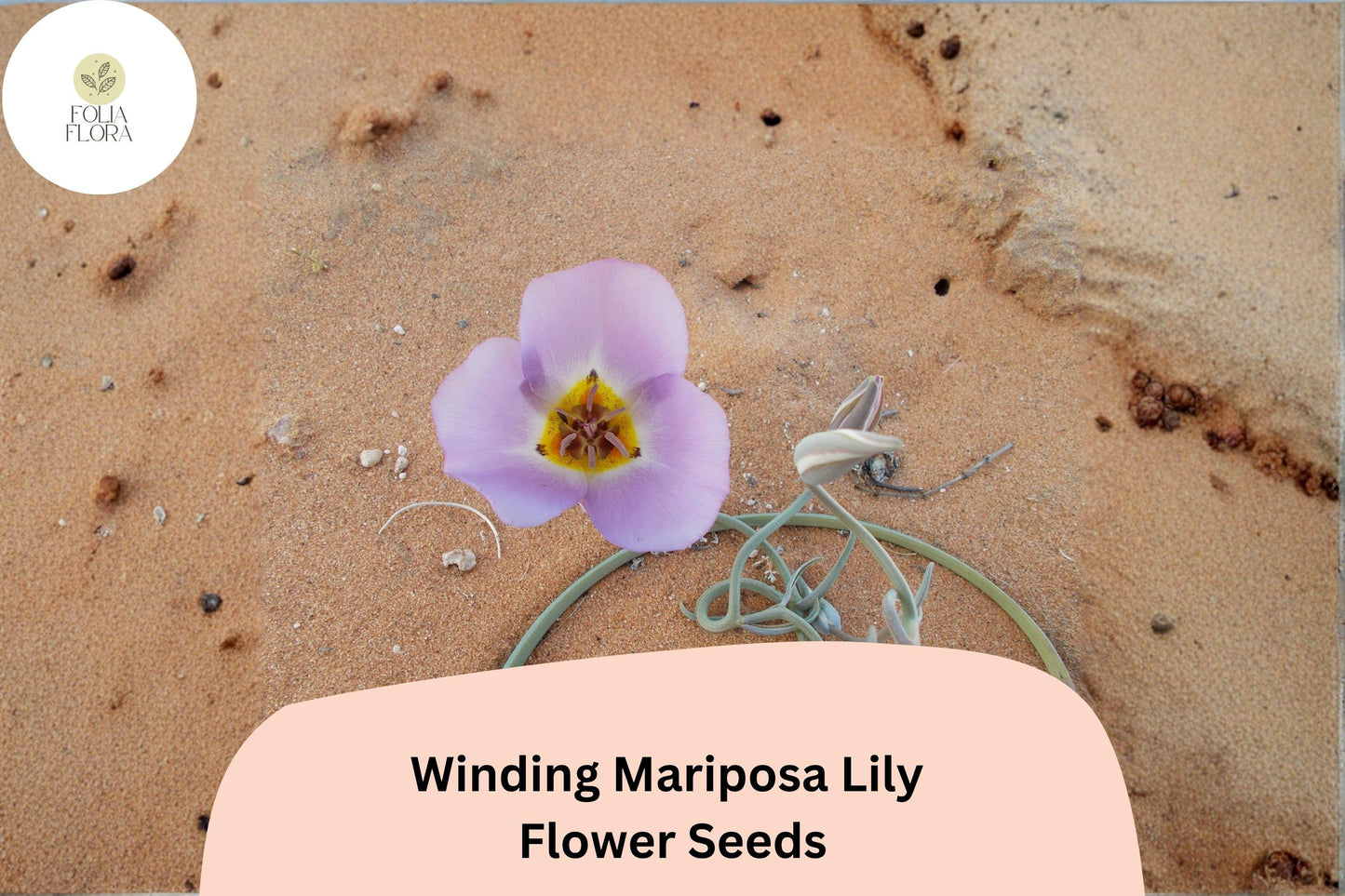 30 Calochortus flexuosus Seeds | Winding Mariposa Lily | Native Pink Wildflower for Rock & Desert Gardens
