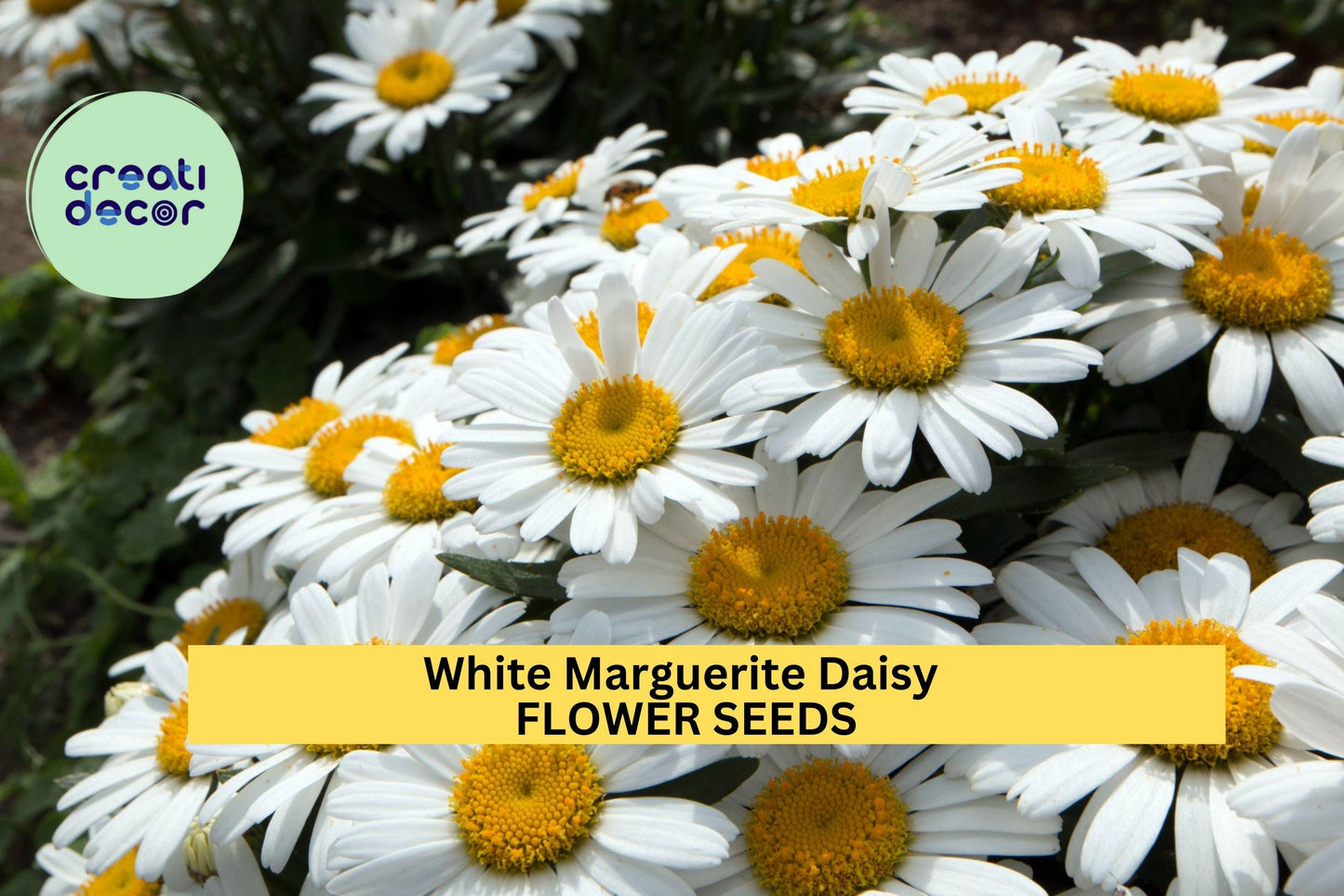 200+ White Marguerite Daisy Seeds – Classic White Blooms with Yellow Centers for Garden Planting, Long-Blooming Annuals – USA