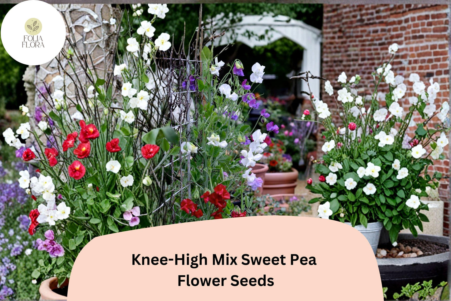 Knee-High Mix Sweet Pea Seeds | Lathyrus odoratus Dwarf Flowers Mixed Colors Planting (50+ Seeds)