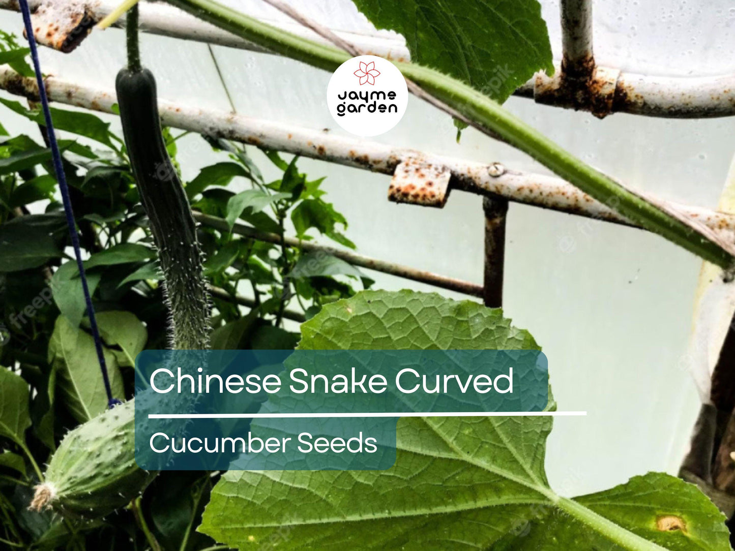 10 Seeds Chinese Snake Cucumber | Curved Heirloom Cucumber Seeds for Planting | Crisp & Refreshing | Heat Tolerant | Unique Long Shape