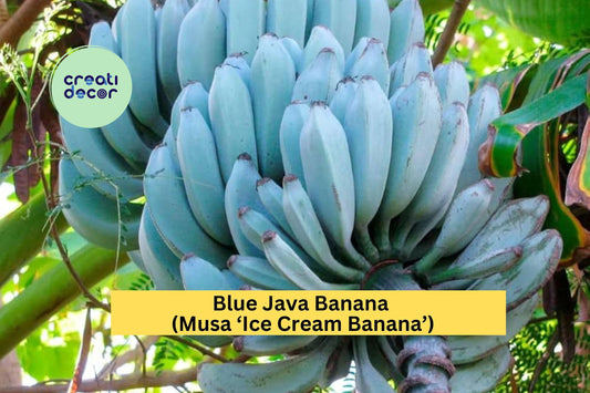 Blue Java Banana Plant | Musa ‘Ice Cream Banana’ Rooted Starter | Live Tropical Fruit Tree for Outdoor Garden or Container