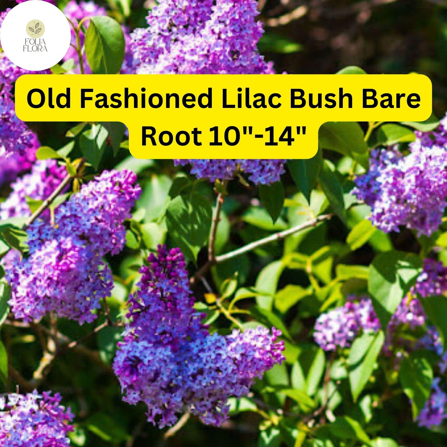 1 Syringa vulgaris Old Fashioned Lilac Bush - Live Bare Root Plant 10"-14" for Zones 3-7 - Fragrant Purple Flowers