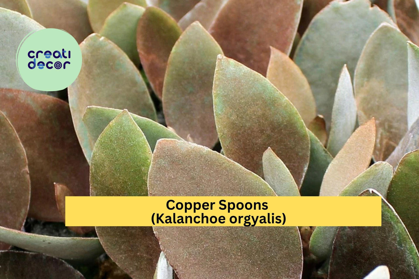 Copper Spoons (Kalanchoe orgyalis) – 7" Succulent Cutting – Easy Care Indoor Plant with Fuzzy Bronze Leaves, Live Cutting