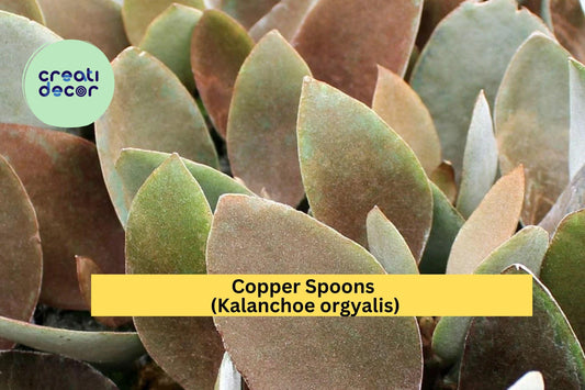 Copper Spoons (Kalanchoe orgyalis) – 7" Succulent Cutting – Easy Care Indoor Plant with Fuzzy Bronze Leaves, Live Cutting