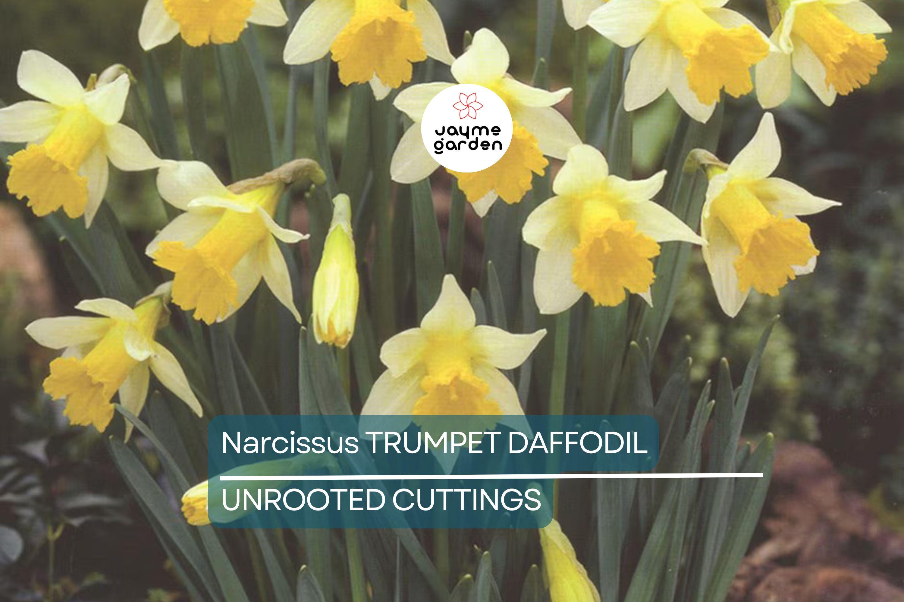 Narcissus Trumpet Daffodil Mix – 6 Flower Plant Bulbs, Yellow, White, Orange, Pink, Bright Colors