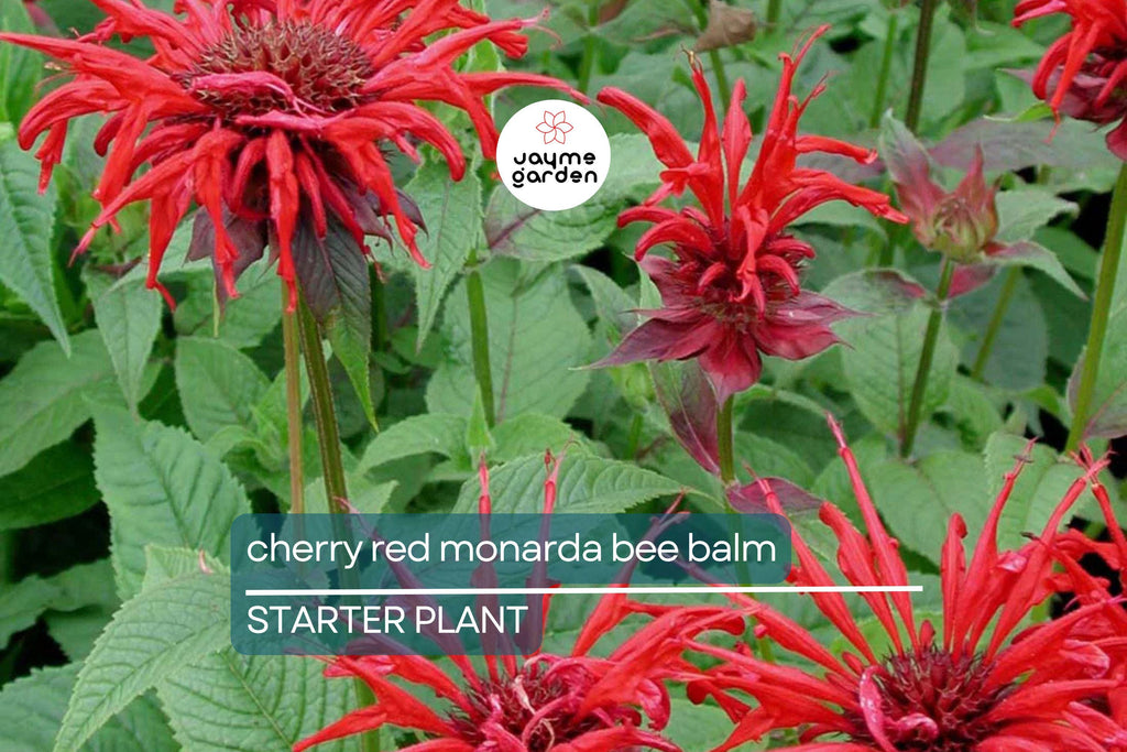Cherry Red Monarda Bee Balm Plants (Lot of 2) | Live Perennial Flowers | Butterfly Magnet | Vibrant Blooms | Full Sun