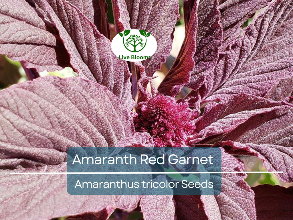 750 Amaranth Seeds Red Garnet | Edible Microgreens & Grain | Tall up to 10’ | Non-GMO | Amaranthus Tricolor | Heirloom