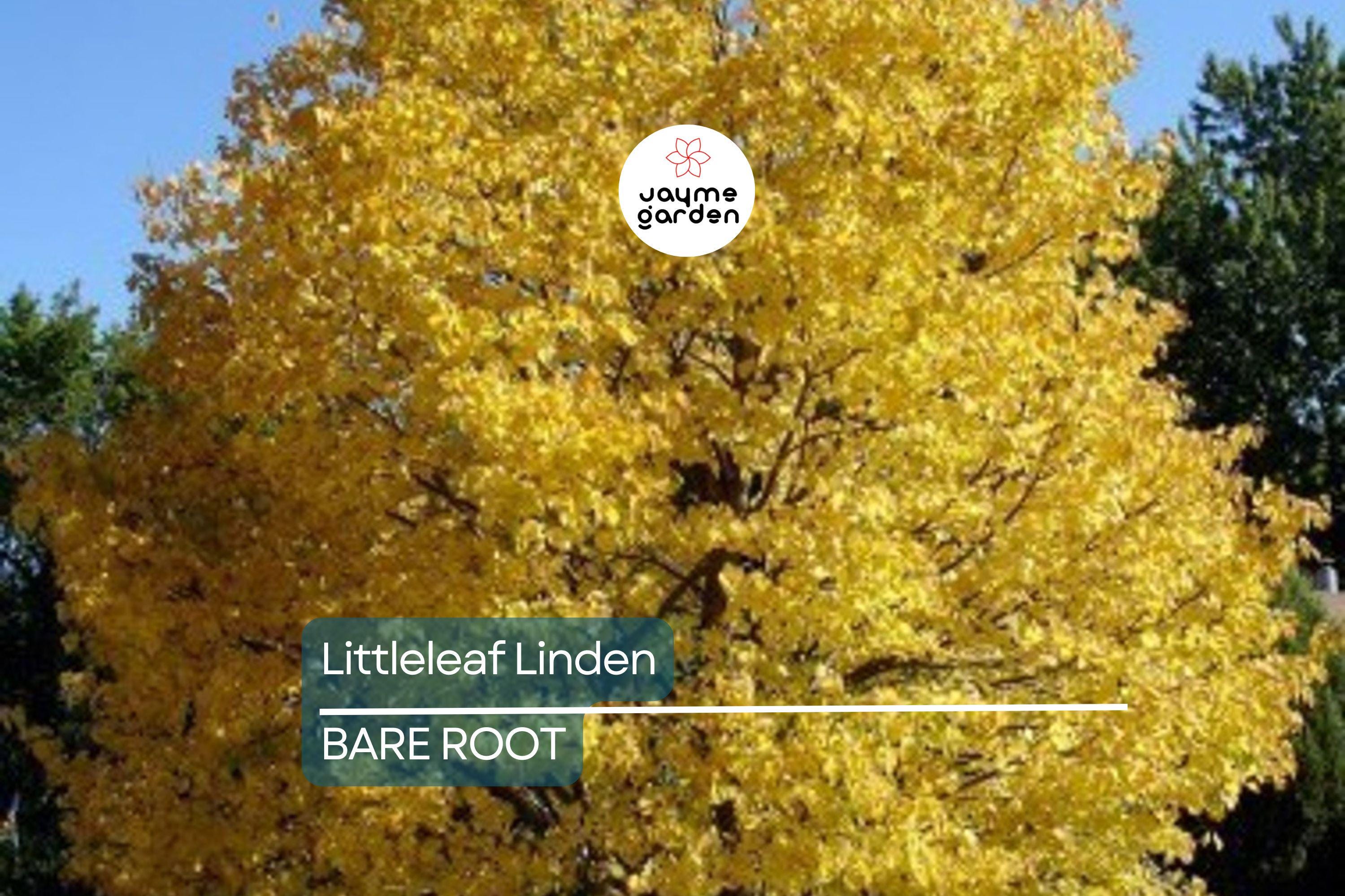 Littleleaf Linden Tree, Tilia Cordata, Live Bare Root, Pyramidal Shape, Fragrant Yellow Flowers, Shade Tree, 2-3’ Tall, Zones 3-8
