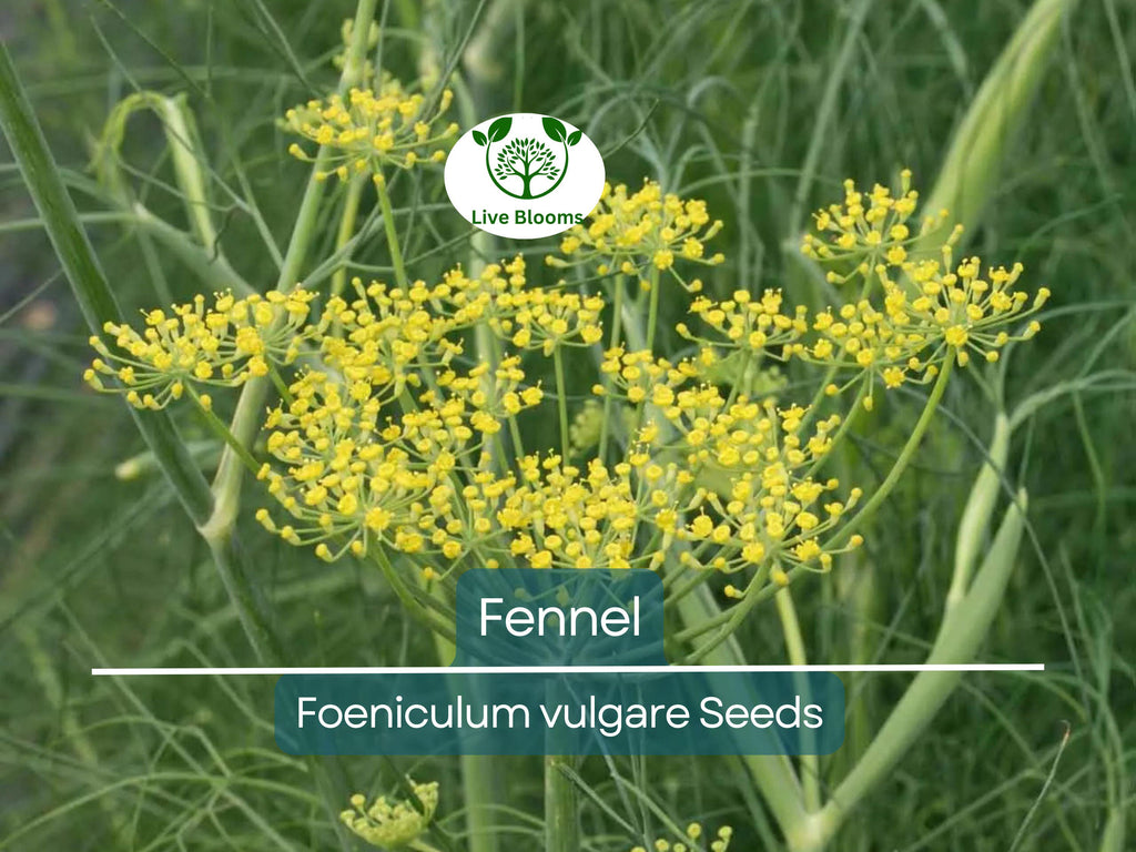 200 Fennel Seeds Herb, Perennial, Swallowtail Butterfly Host Plant, Non-GMO, Aromatic, Healthy, Easy to Grow, Perfect for Gardens