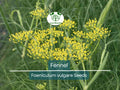 200 Fennel Seeds Herb, Perennial, Swallowtail Butterfly Host Plant, Non-GMO, Aromatic, Healthy, Easy to Grow, Perfect for Gardens