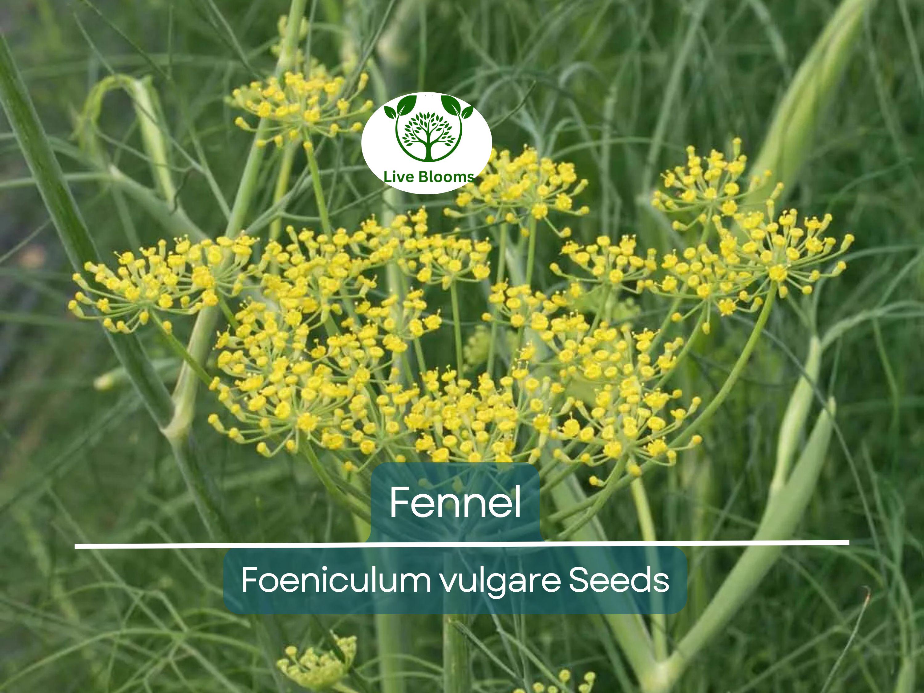 200 Fennel Seeds Herb, Perennial, Swallowtail Butterfly Host Plant, Non-GMO, Aromatic, Healthy, Easy to Grow, Perfect for Gardens