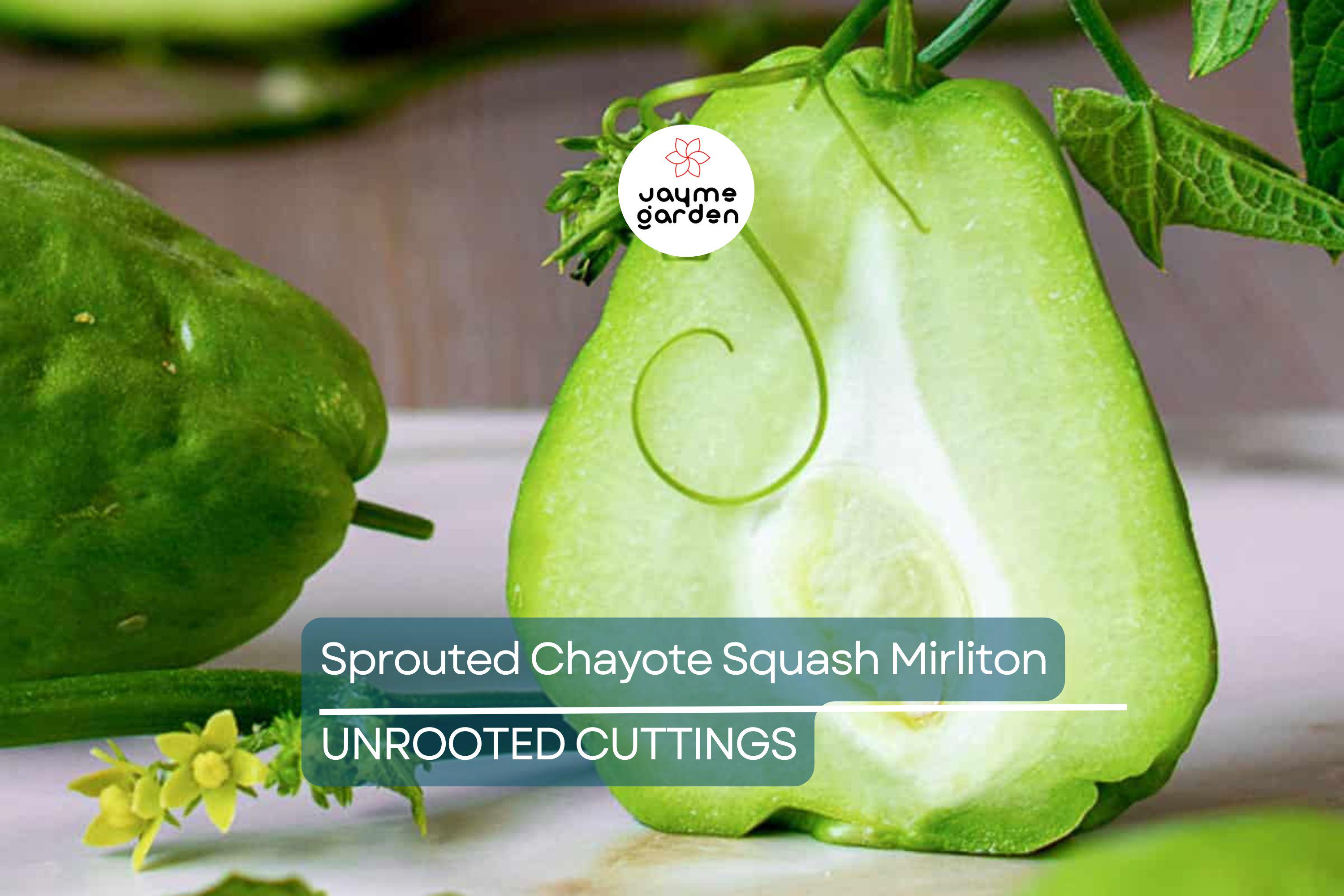 3 Sprouted Chayote Squash Mirliton Live Plants – Ready to Plant – Fast Growing – Fresh & Healthy