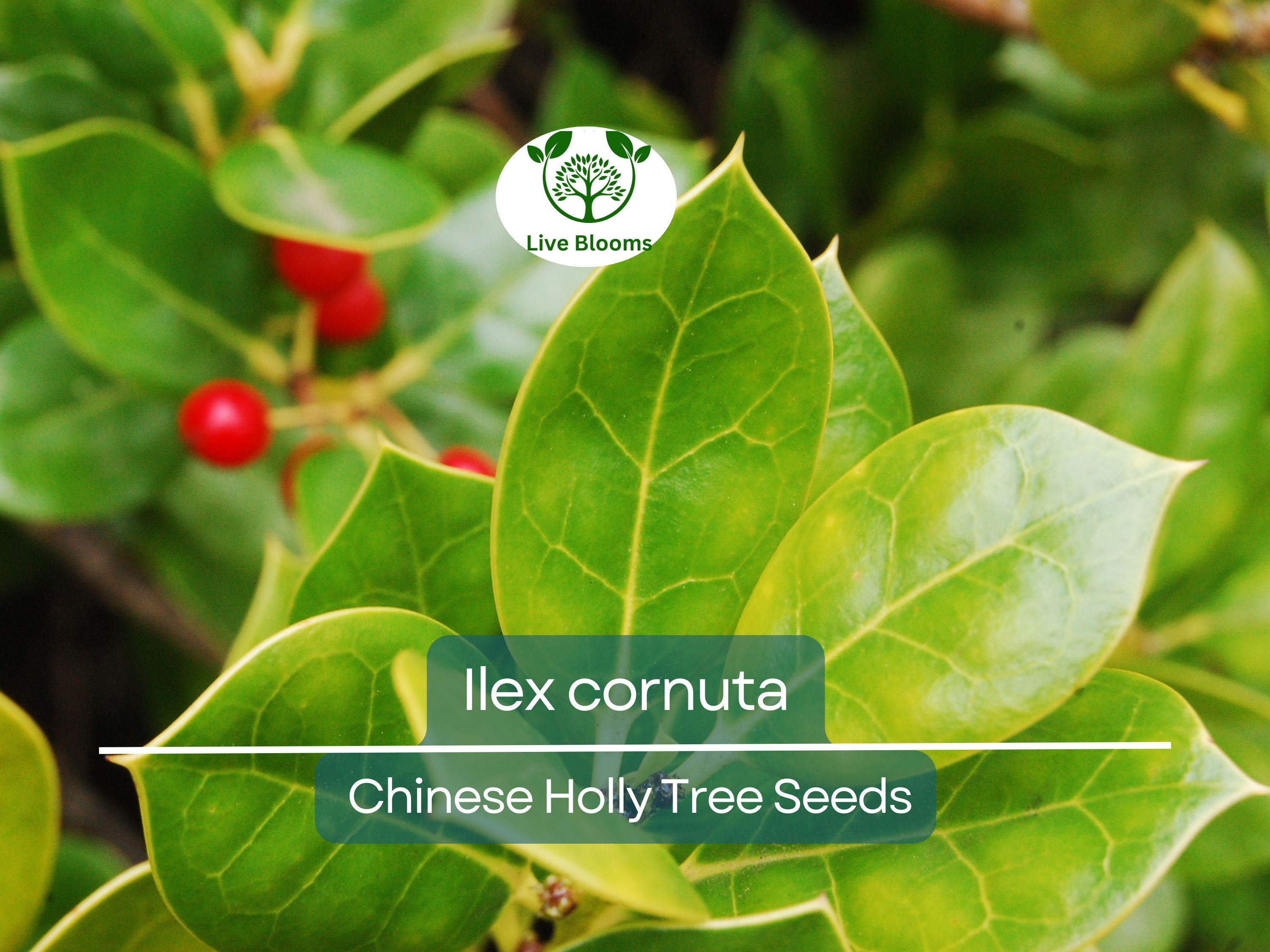500 mg Seeds Ilex Cornuta – Chinese Holly for Planting | Evergreen Shrub for Privacy, Hedges, and Wildlife-Friendly Landscaping