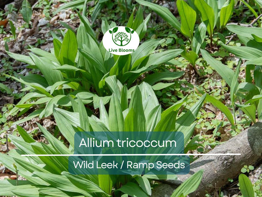 10 Seeds Wild Leek / Ramp Allium tricoccum – Heirloom, Non-GMO, Hardy, Edible Wild Plant, Perfect for Garden, Woodland, and Culinary Use