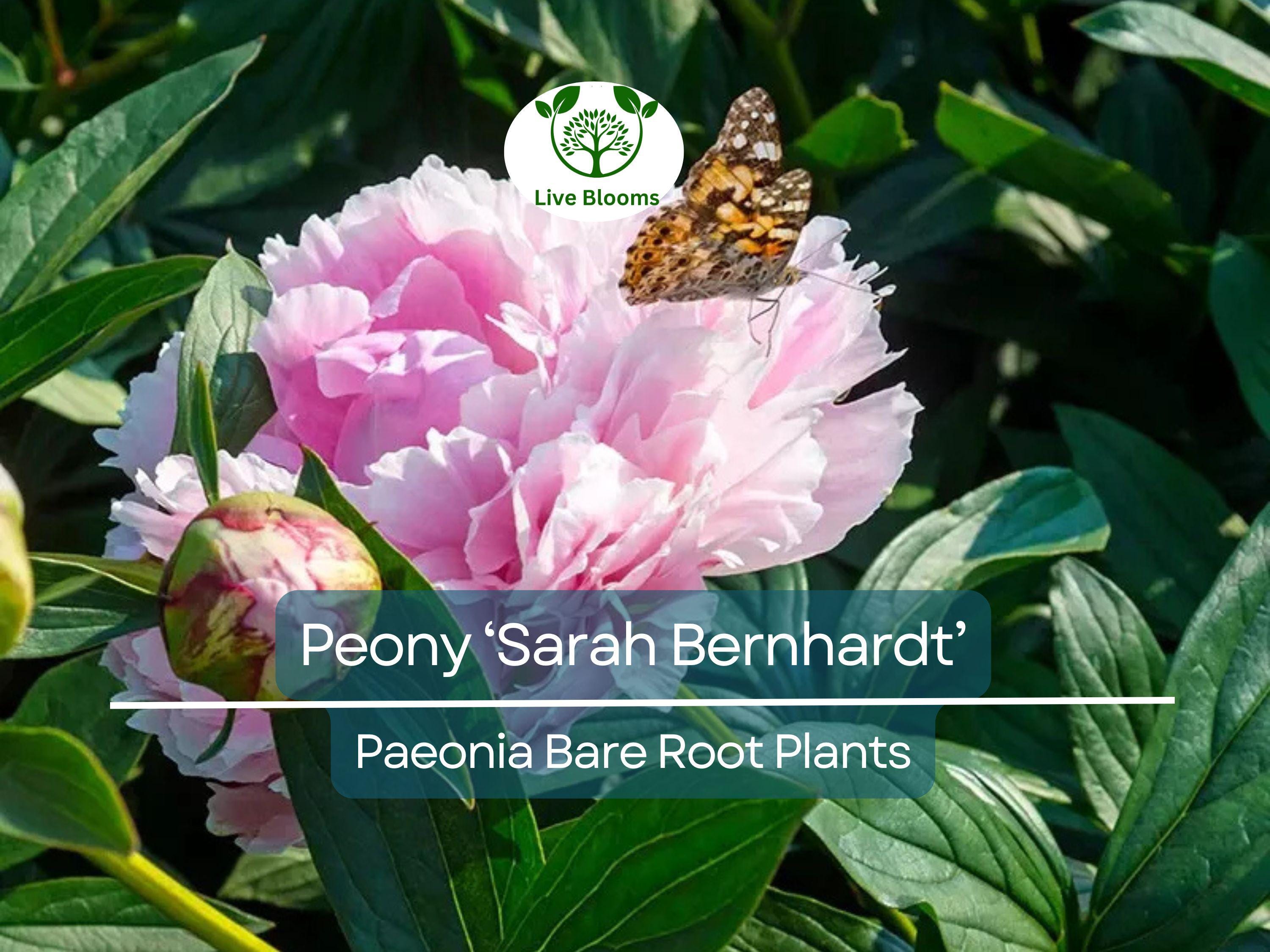 1 Peony ‘Sarah Bernhardt’ – Bare Root Live Plant – Pink Double Blooms – Classic Fragrant Perennial Flowering Bush