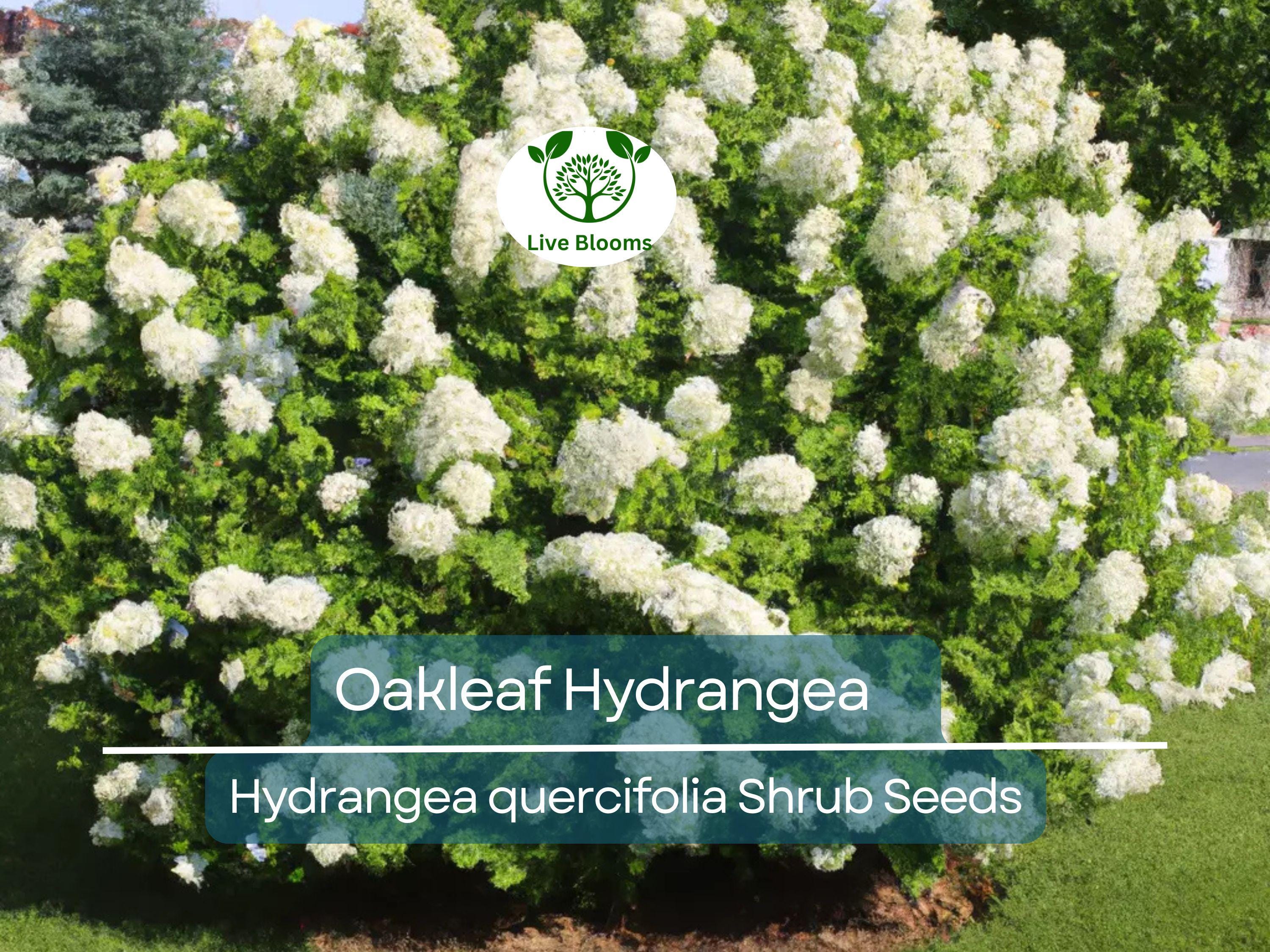 50 Hydrangea Seeds - White Flower Bush, Shrub, Oakleaf Hydrangea (Hydrangea quercifolia), Hardy Plant, Garden Starter, Landscaping Plant