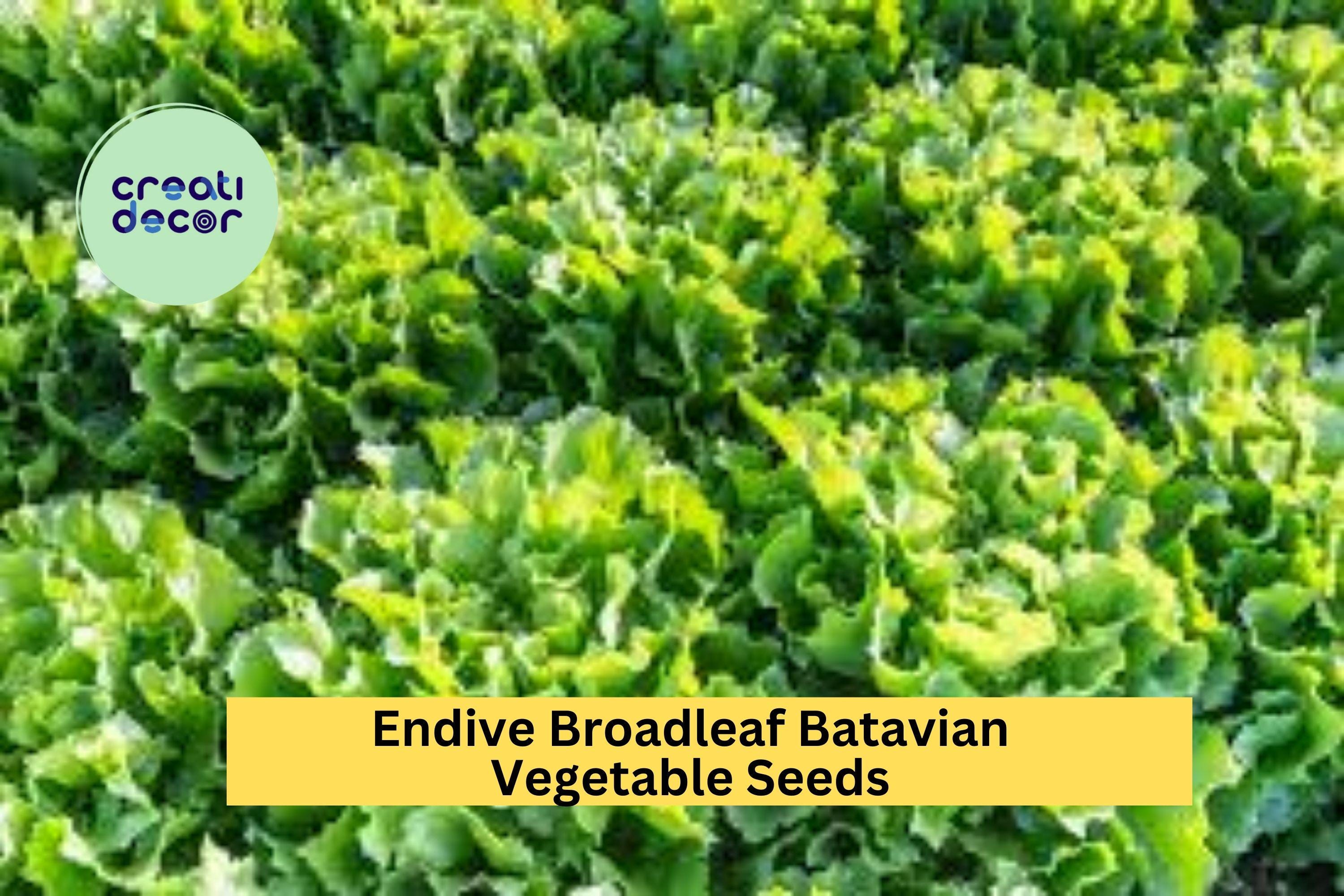 3pcs of 1g Endive Broadleaf Batavian Seeds – Crisp, Mild Leaves for Fresh Salads, Sandwich Greens, and Summer Gardens Seeds for Planting